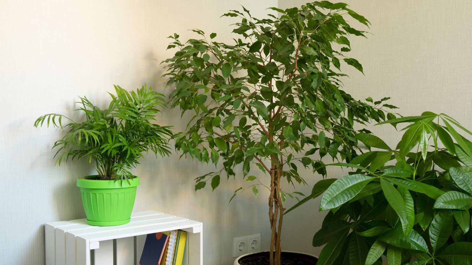 A close-up shot of a sapling growing indoors alongside other plants in a well lit area indoors