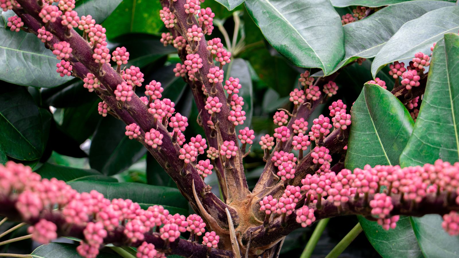 A close-up shot of flowering seeds of a schefflera plant, growing alongside their leaves, in a well lit area outdoors