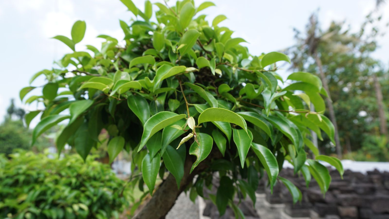 A shot of a branch of a sapling showcasing its dense green leaves in a well lit garden area outdoors