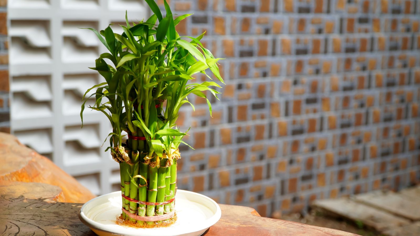 A shot of a developing houseplant placed in a container with water in a well lit area