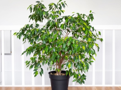 A shot of a developing sapling called the weeping fig tree that is placed in a black pot indoors