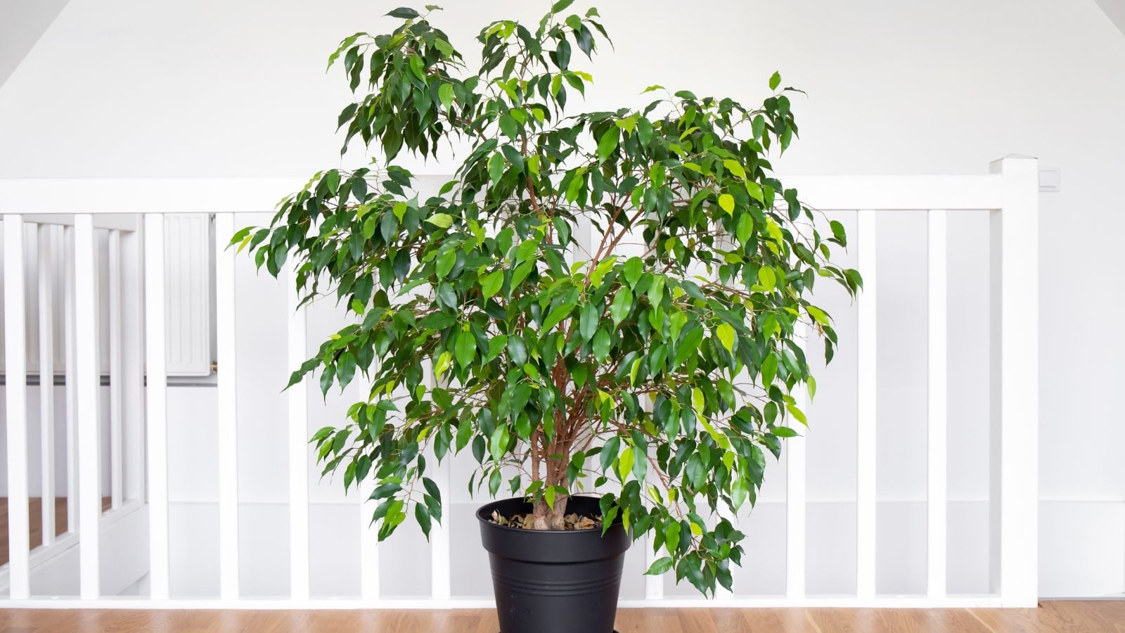 A shot of a developing sapling called the weeping fig tree that is placed in a black pot indoors