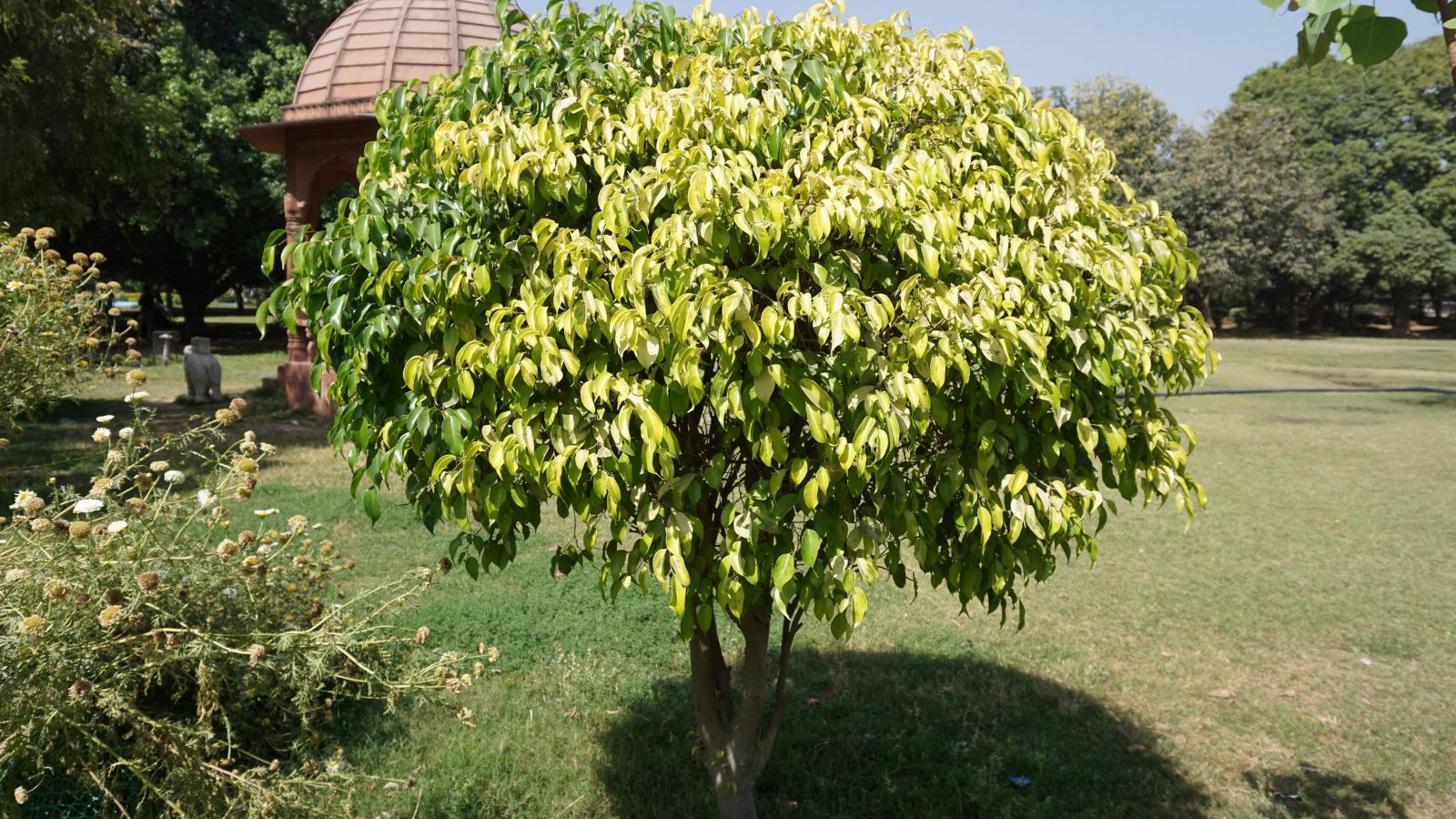 A shot of a developing timber showcasing its glossy leaves in a well lit area outdoors