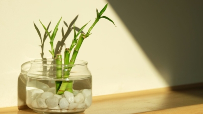 A shot of a houseplant in a glass pot with water and white rocks basking in sunlight indoors