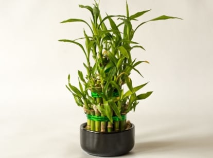 A shot of a houseplant showcasing its stalks and leaves, placed in a pot that is called Lucky Bamboo