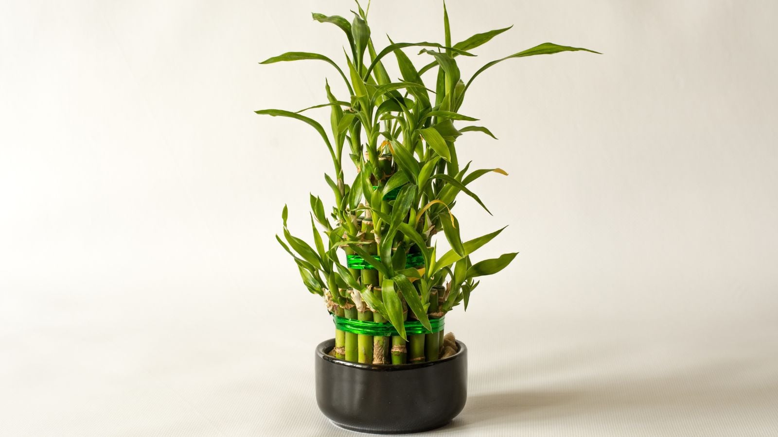 A shot of a houseplant showcasing its stalks and leaves, placed in a pot that is called Lucky Bamboo