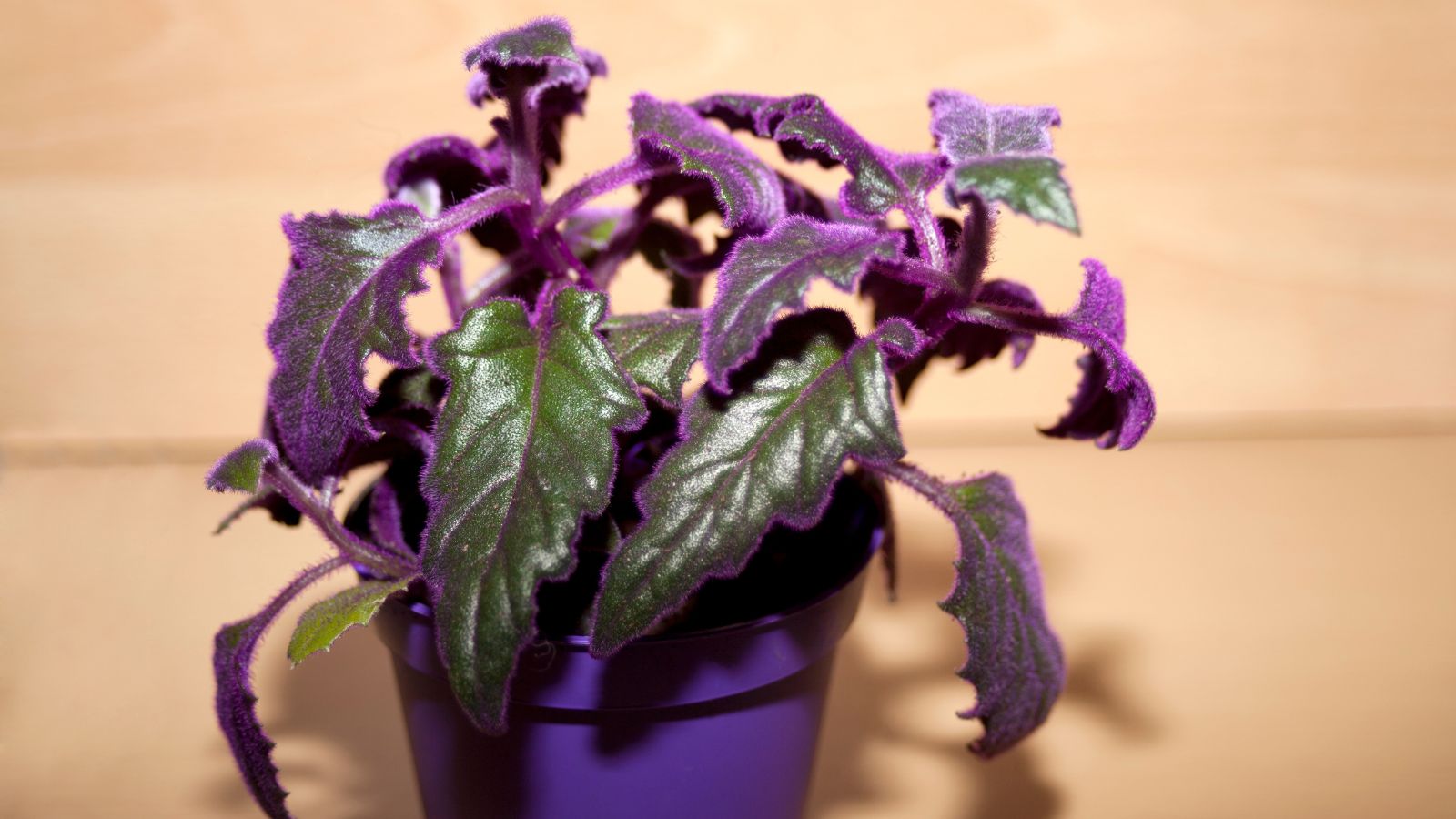 A shot of a perennial that is placed in a pot in a well lit area indoors