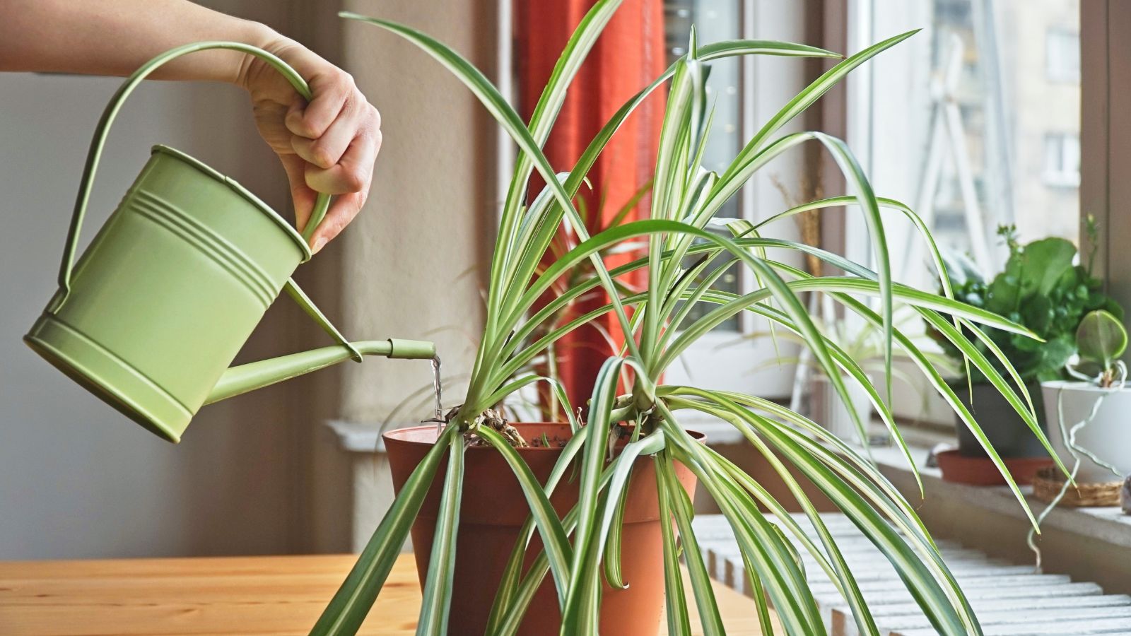 watering spider plant