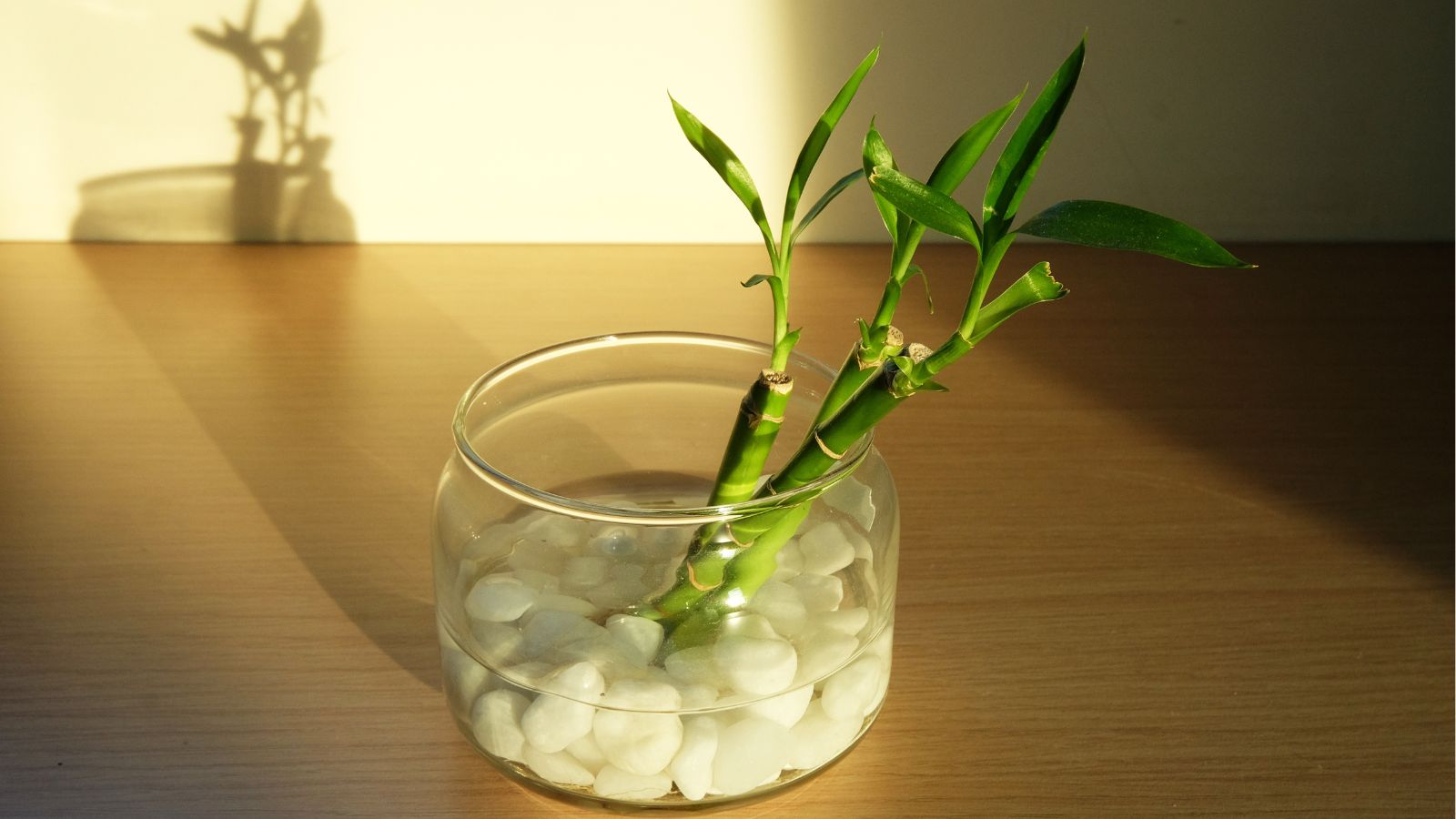 A shot of a plant that is placed in a glass pot with water basking in sunlight indoors