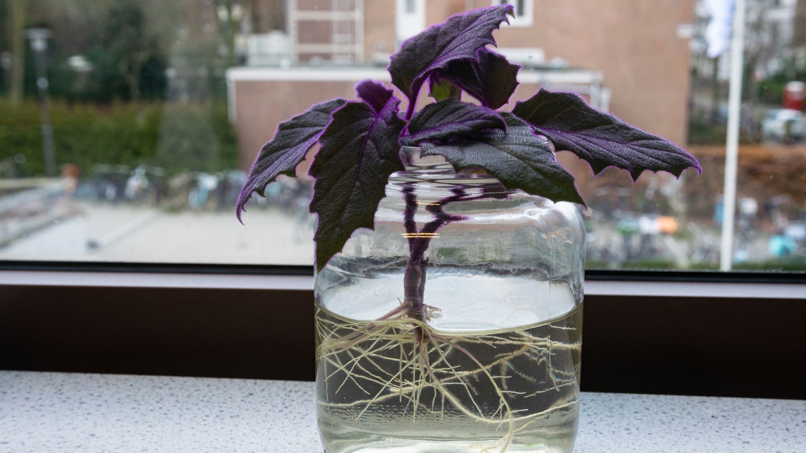 A shot of a rooted cutting of a houseplant that is placed in a jar filled with water in a well lit area
