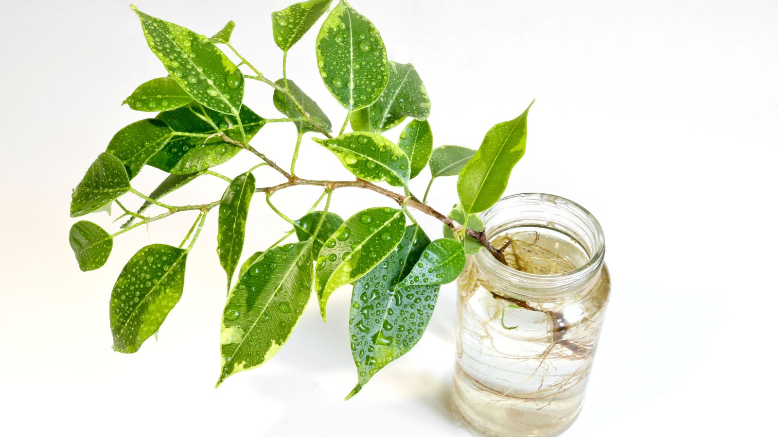 A shot of a rooted sprig of a plant placed in a jar in a well lit area