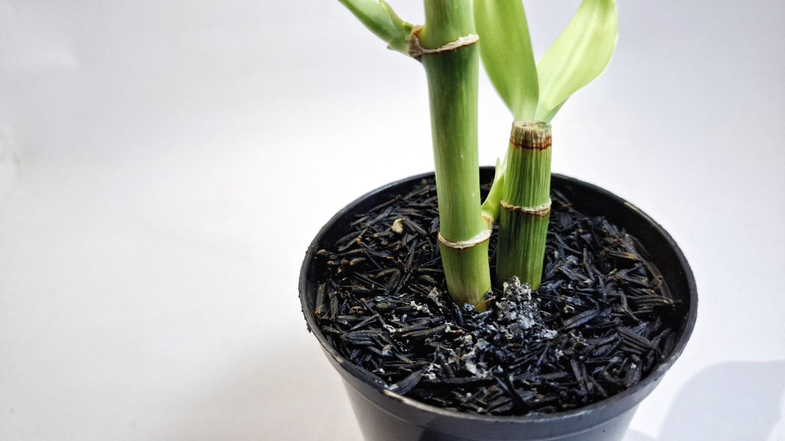 A shot of a seedling of a houseplant in a pot with soil in a well lit area