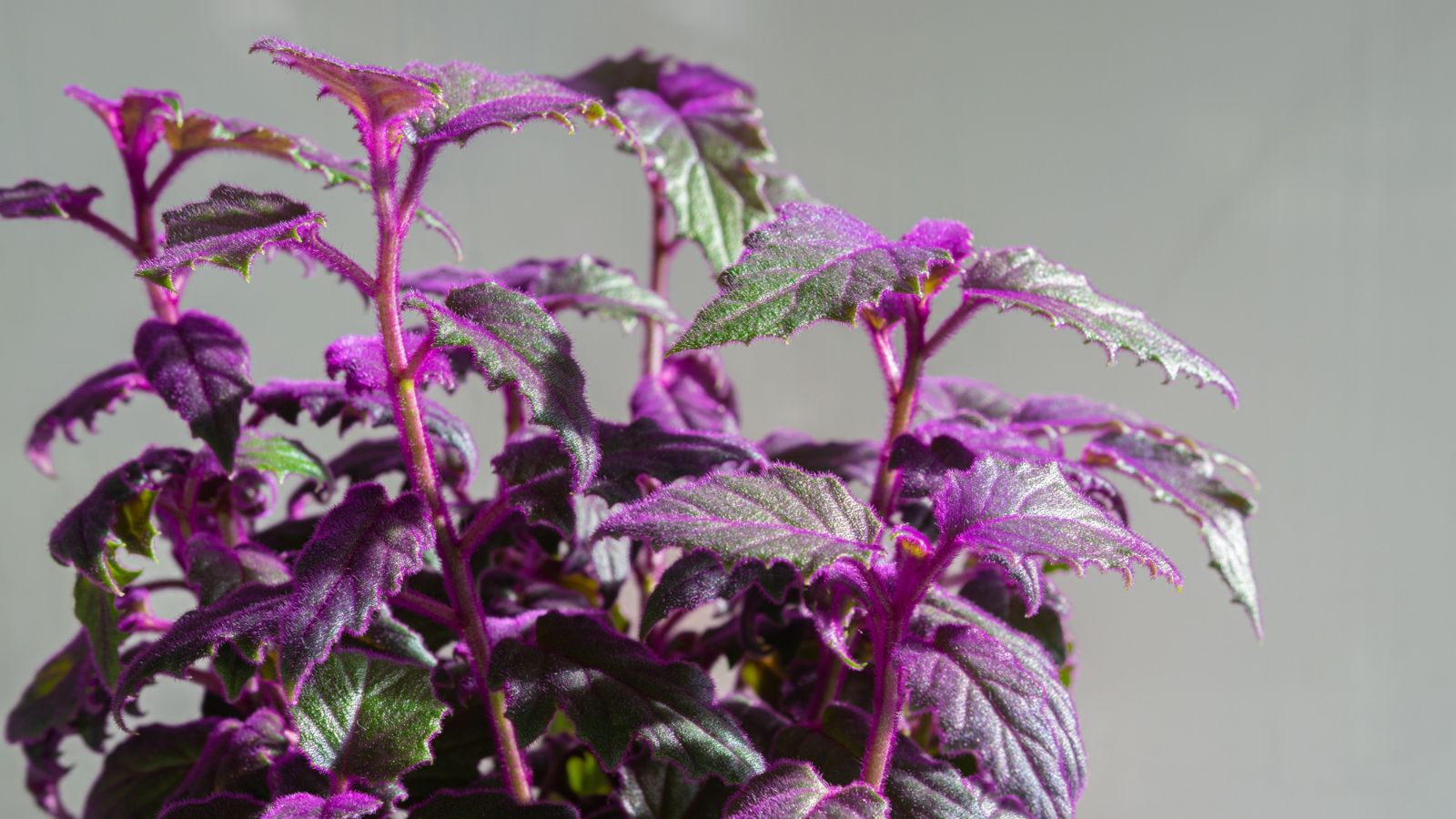 A shot of developing houseplants in a well lit area