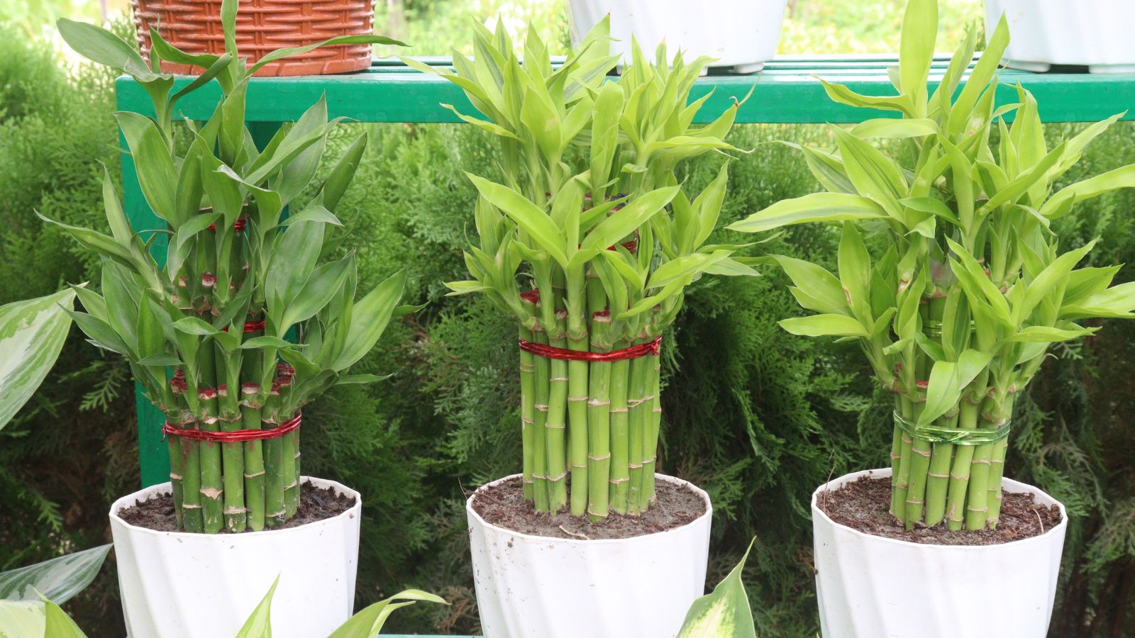 A shot of several plants that are placed in individual white colored pots in a well lit area outdoors