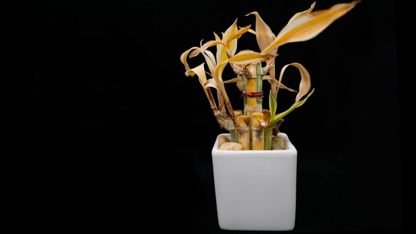 An isolated shot of a wilting houseplant that is placed on a white container