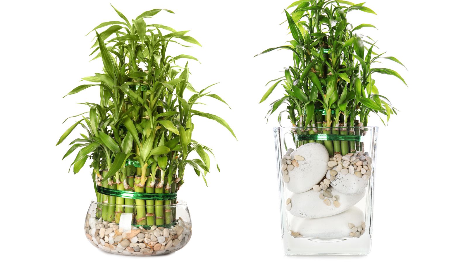 An isolated shot of developing plants in individual jars filled with rocks