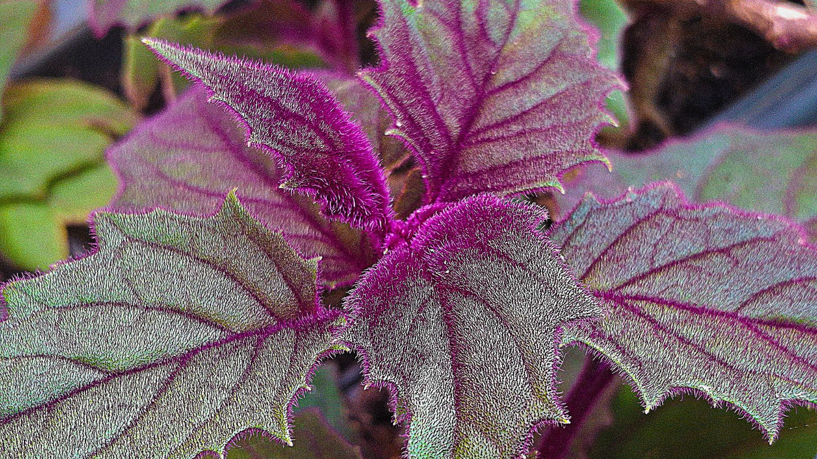 An overhead close-up shot of a houseplant showcasing its unique color hue and velvet texture