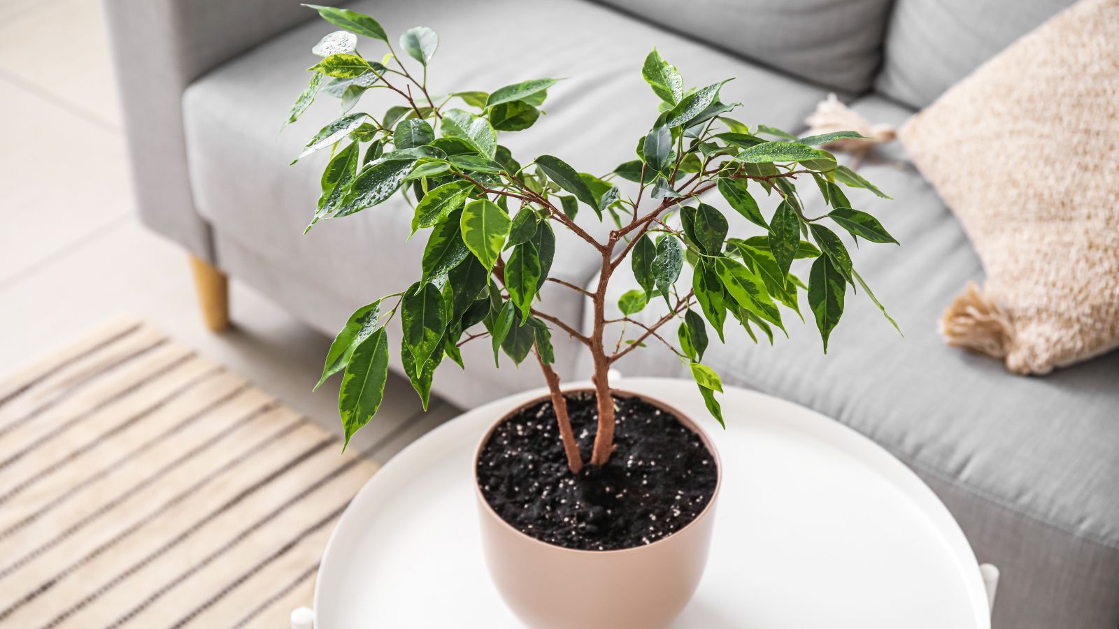 An overhead shot of a developing sapling on top of a table in a well lit area indoors