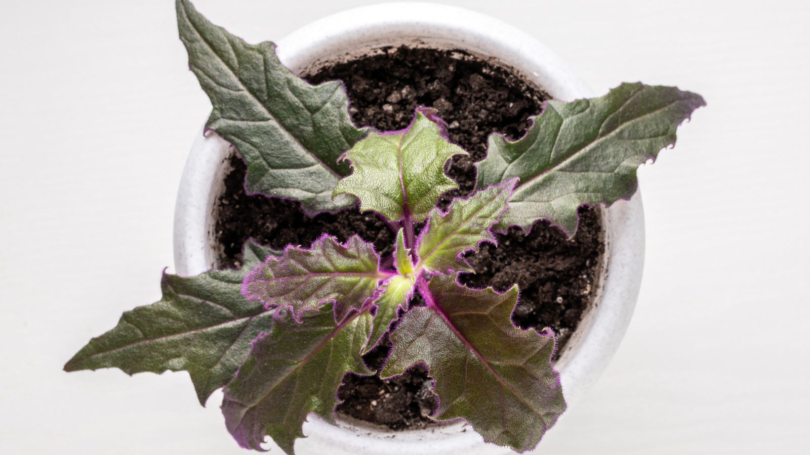 An overhead shot of a houseplant that is placed on a white pot with rich soil