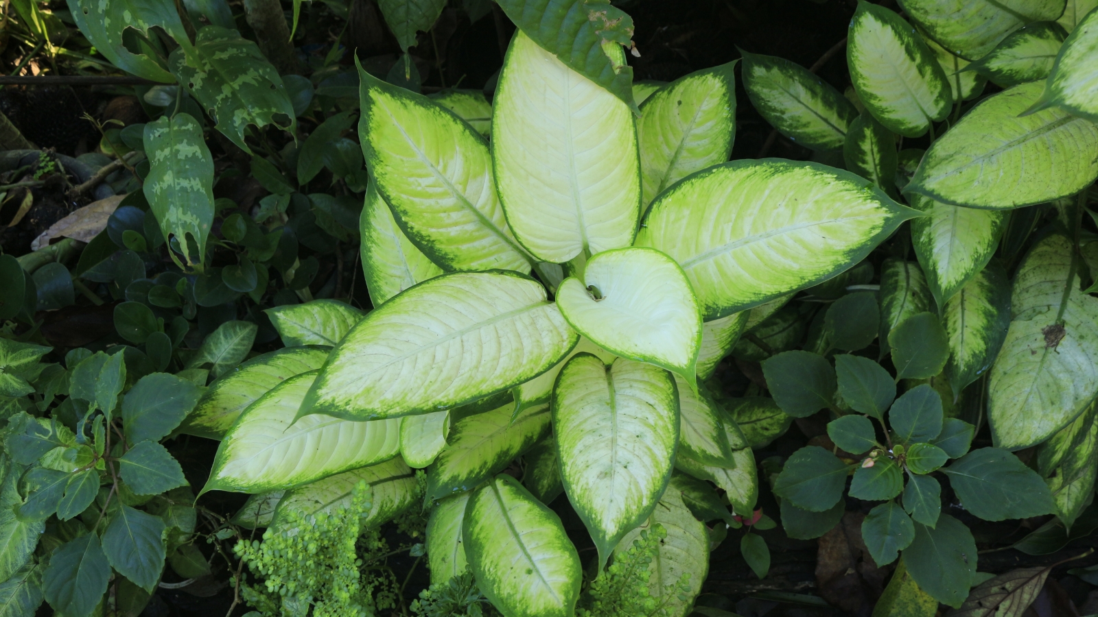 Big leaves with dark green margins and a cream center, among other plants.