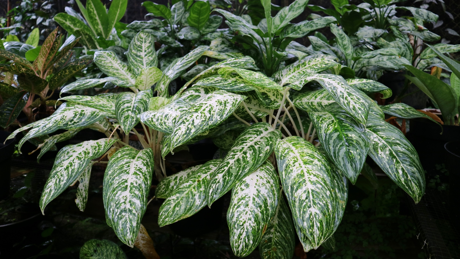 A group of lush plants with large, variegated leaves featuring white centers and dark green edges.