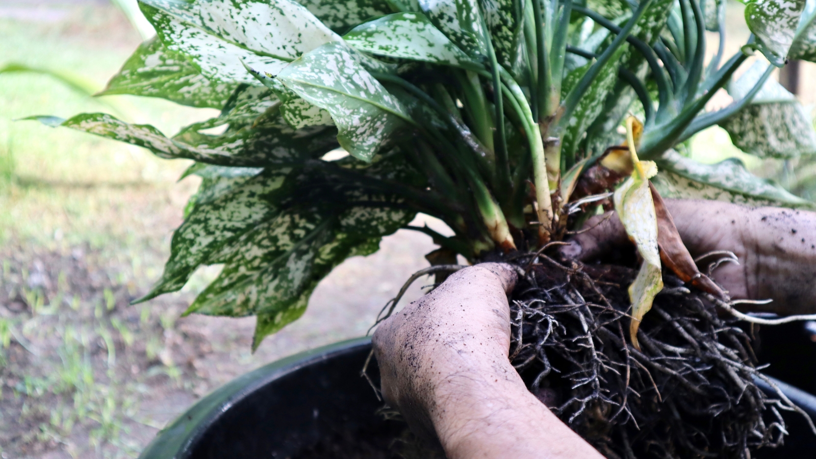 The roots of an uprooted plant are visible, showing a healthy system with soil still clinging to the base.