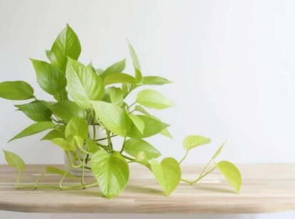 Golden-Pothos