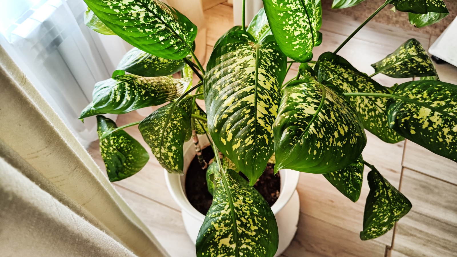 A healthy indoor plant with variegated leaves sitting near sheer curtains, basking in natural, indirect light.