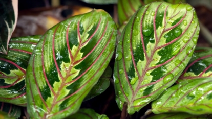 Vivid green Maranta leuconeura plant with waxy looking leaves having unique streaks of magenta and pale green on the surface