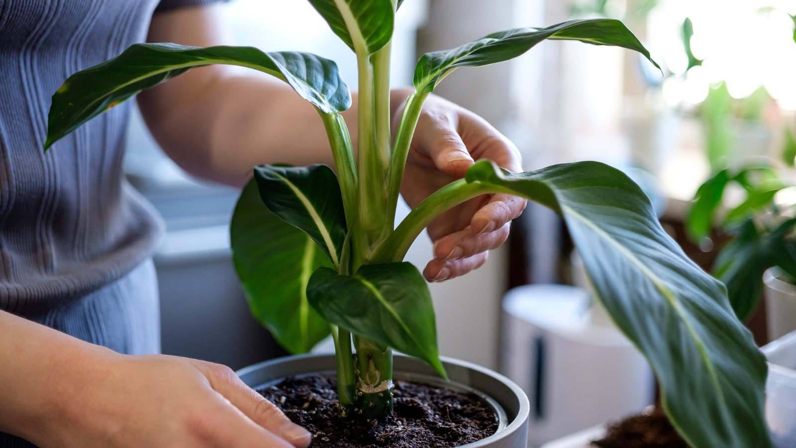 Hands gently planting a young leafy plant into fresh soil, with gardening tools and a pot on the side.