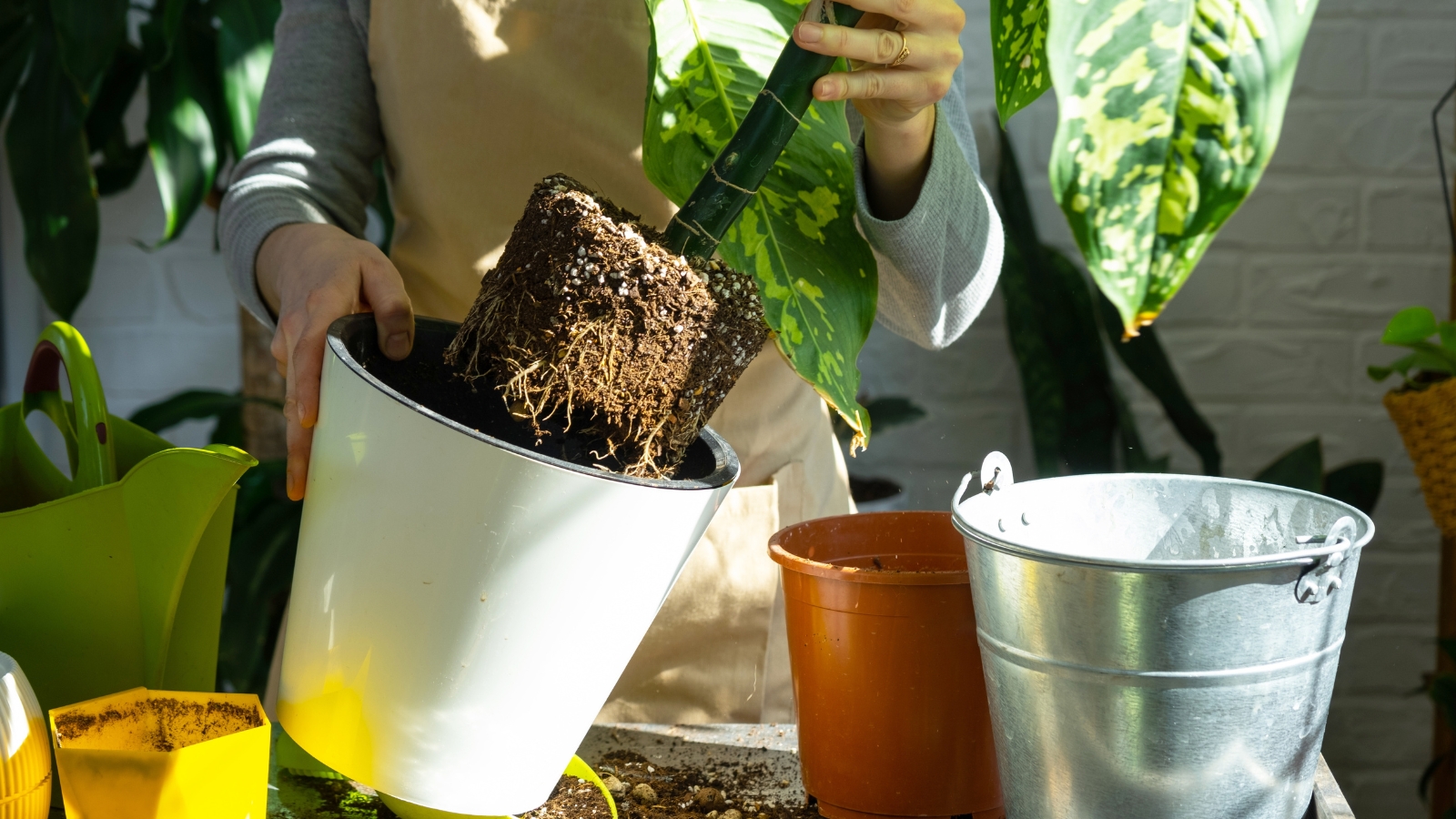 A repotting session where soil and roots of a leafy houseplant are transferred into a larger white pot.