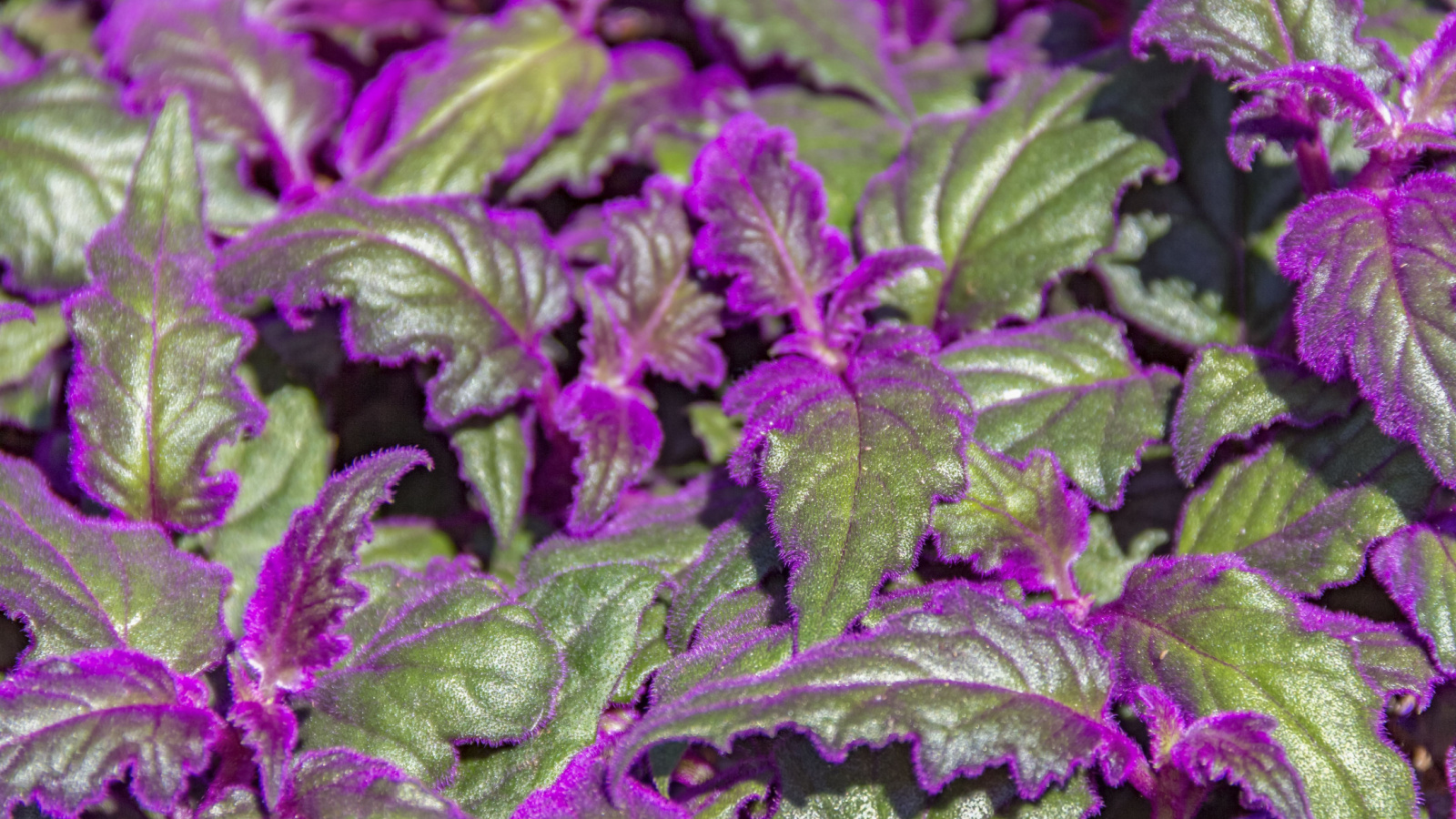 A close-up shot of a the purple passion plant and its serrated leaves