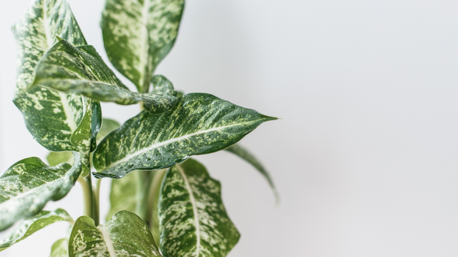 A side angle of an indoor plant with broad leaves featuring a mix of green and creamy white streaks.