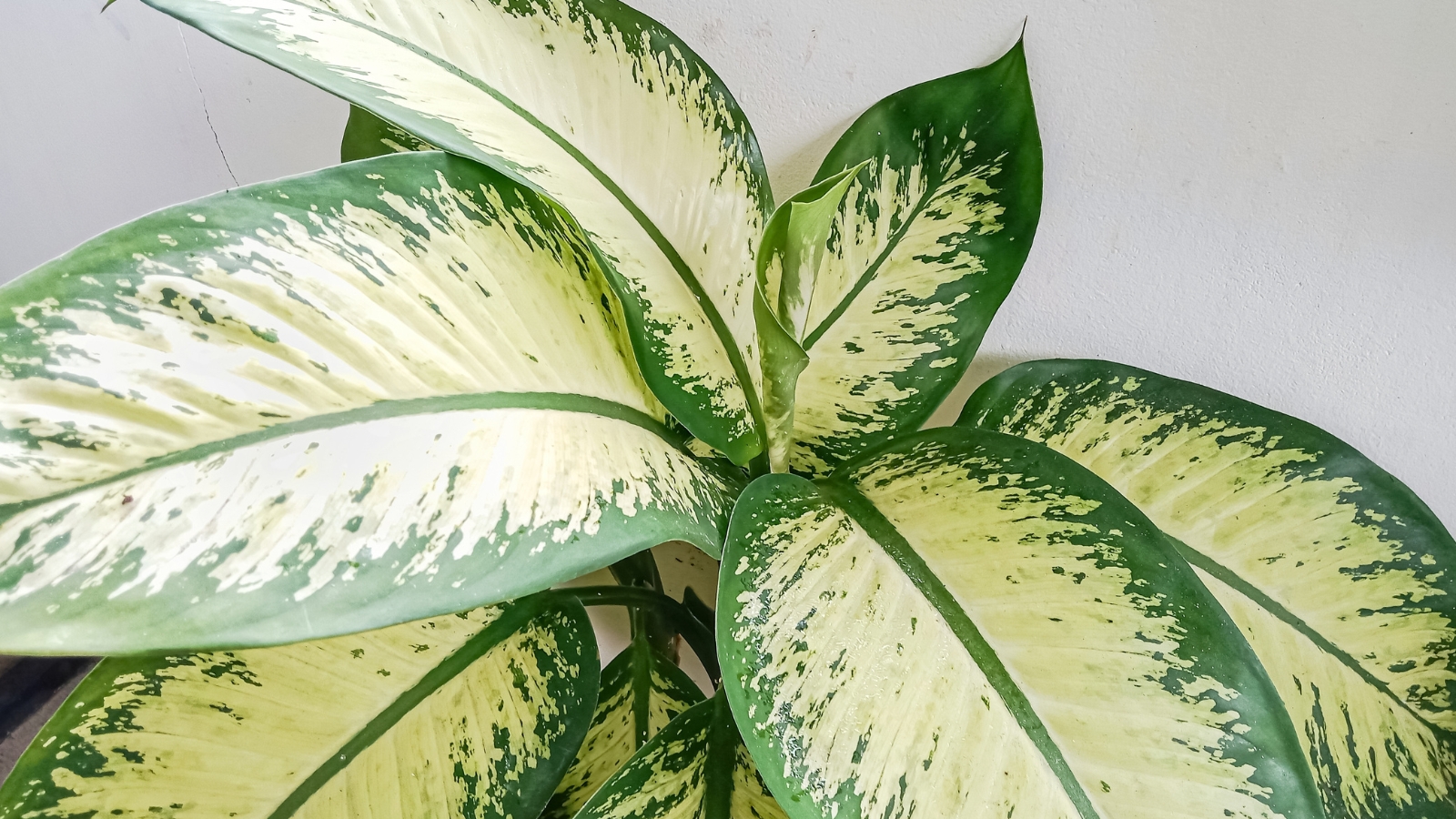 Large, oval-shaped leaves with cream-colored centers, bordered by dark green edges and faint speckled markings.
