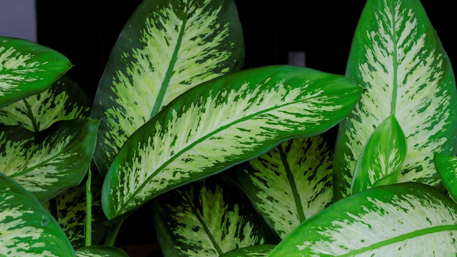 Several striking green leaves with creamy white patterns and smooth edges are highlighted in a close view.