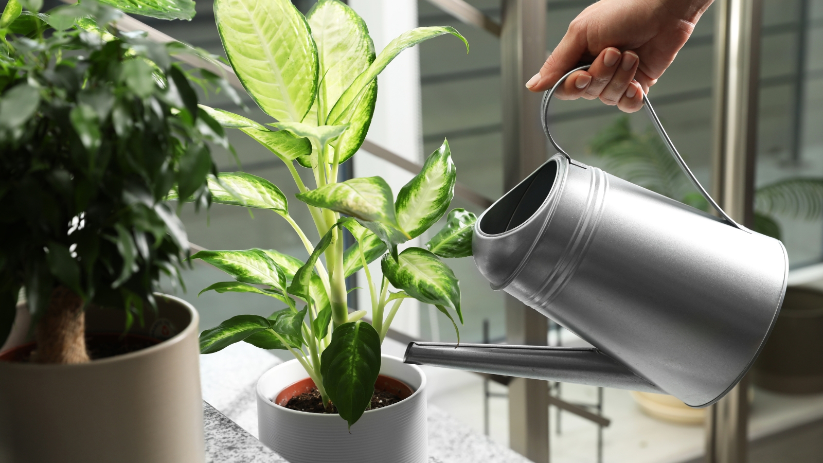 A watering can gently pouring water into the soil of a potted plant with bold, patterned leaves.