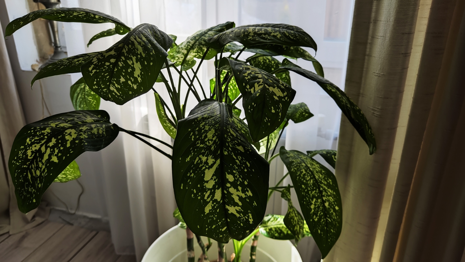 A potted plant showing signs of distress with drooping, patterned leaves, possibly due to overwatering or lack of care.