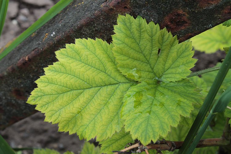 Iron deficiency symptom: leaf chlorosis