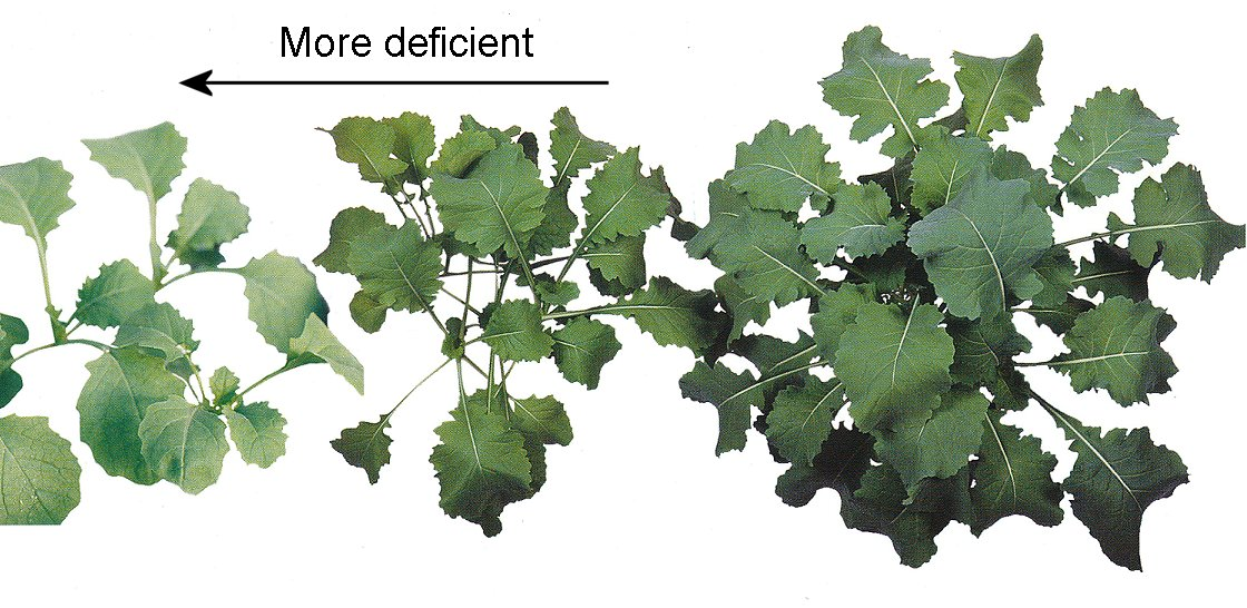 Copper deficiency in canola plants.