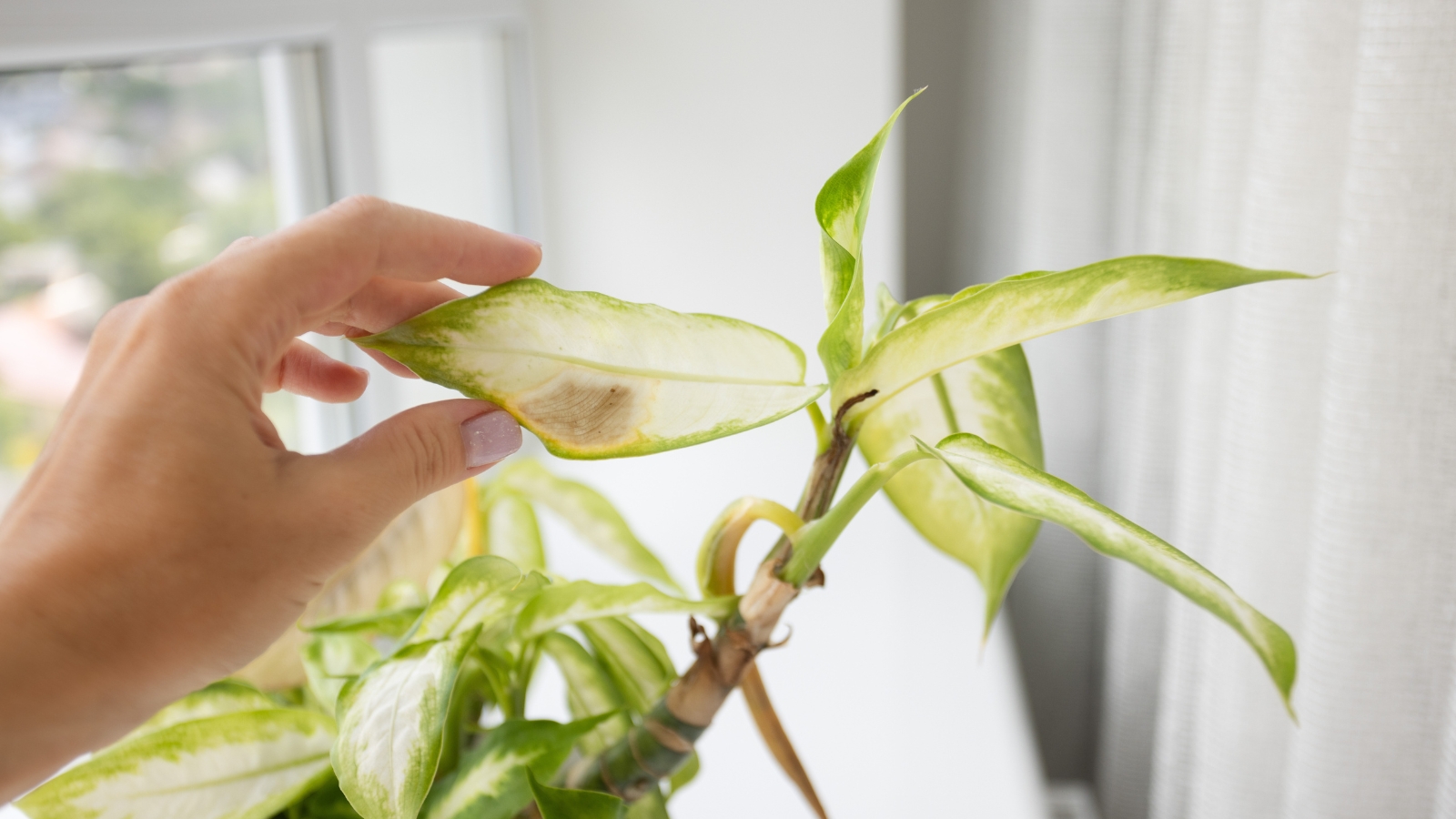 A hand gently touches the large leaf of a houseplant, affected by leaf spot disease.