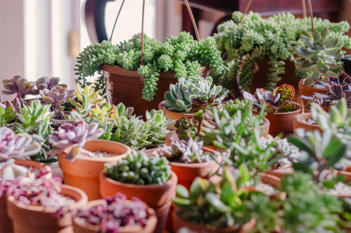 Indoor succulent garden.