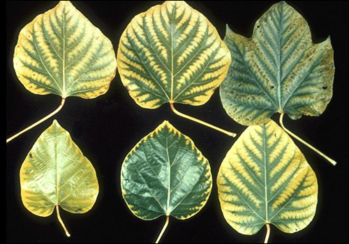 Manganese deficiency symptoms.