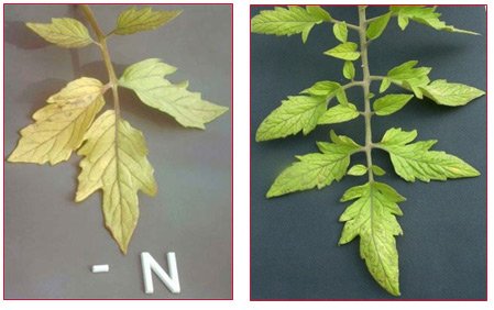 Nitrogen deficiency symptoms in plants.
