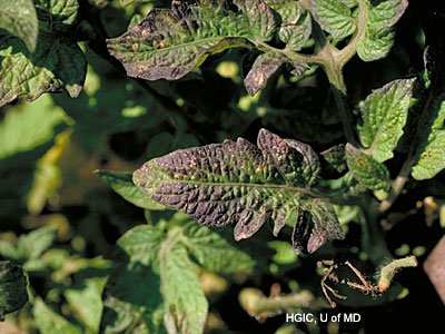 Phosphorous deficiency in tomato leaf.
