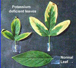 Potassium deficiency symptoms.