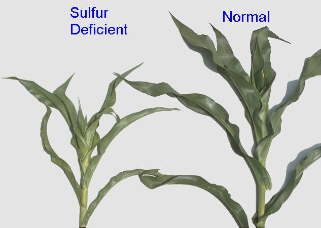Sulfur deficiency in corn.
