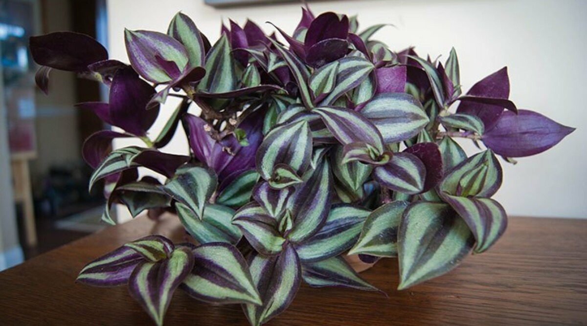 Wandering Jew Care