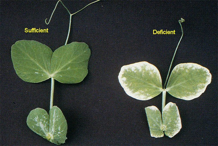 Zinc deficiency symptoms.