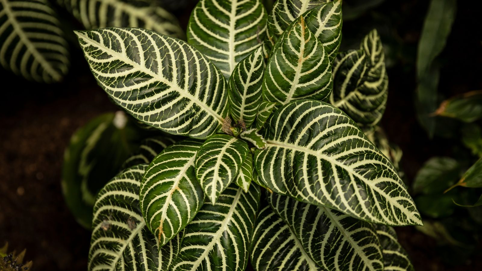 A close-up shot of a houseplant showcasing it glossy leaves and white veins