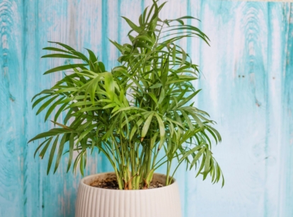 A close-up shot of a potted Parlor Palm
